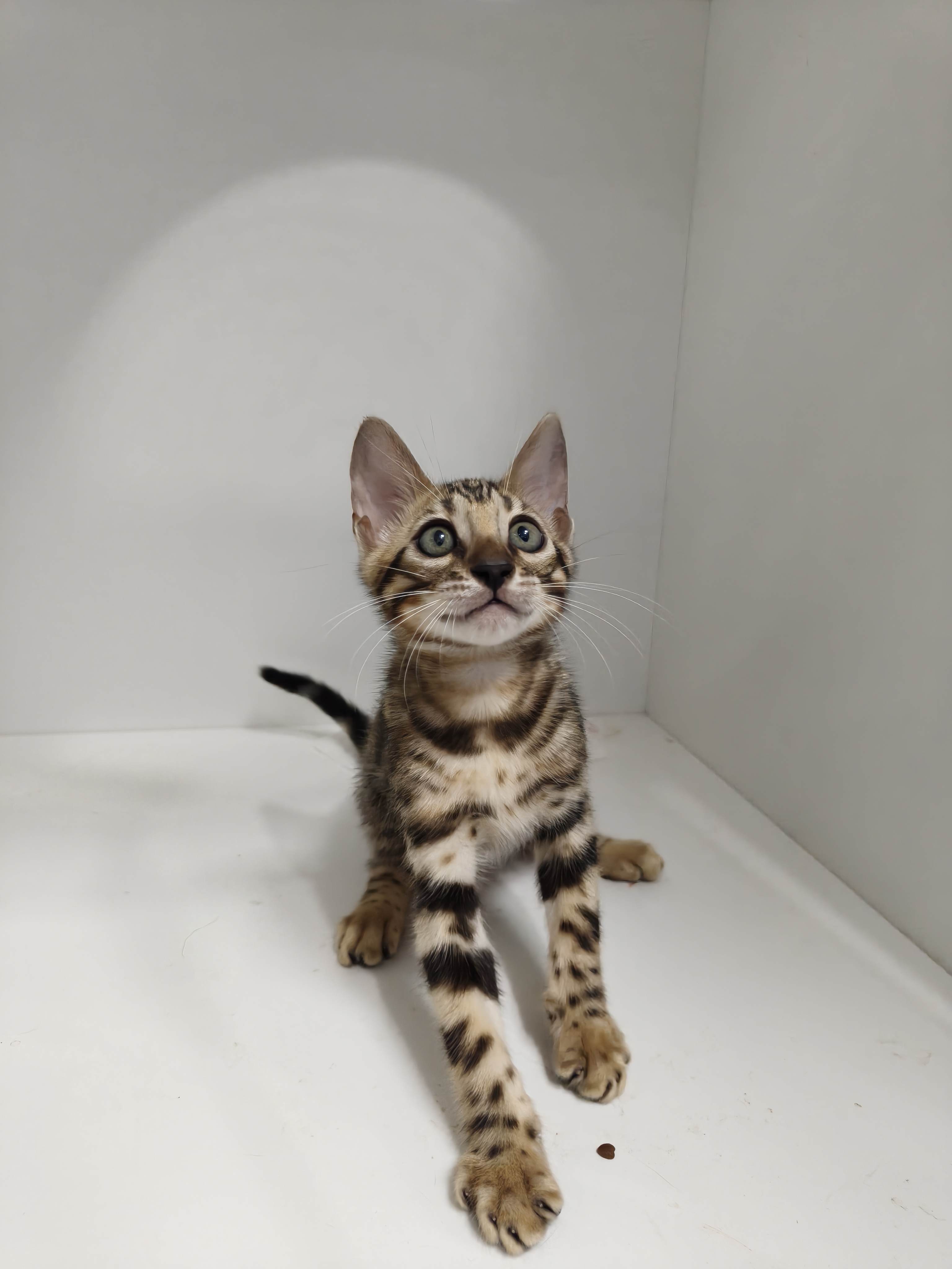孟加拉豹猫弟弟，5月17出生，全款1800